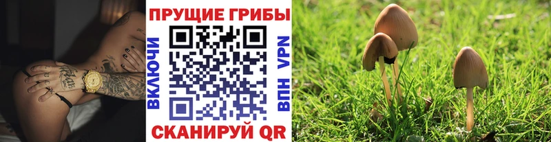 Псилоцибиновые грибы Cubensis  Вязники 